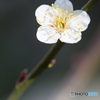 Plum blossom