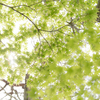 新緑