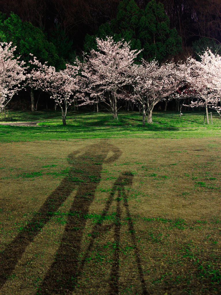 桜とキヤノンと僕