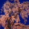 夜を待つ枝垂桜