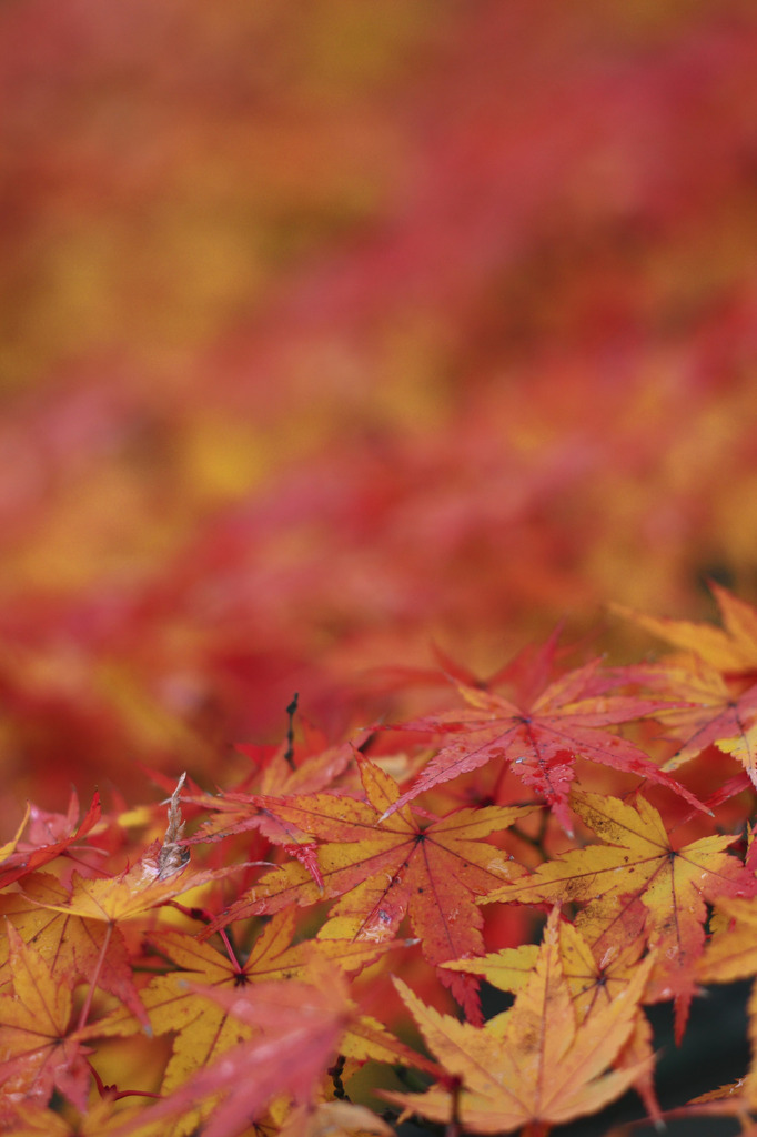 Autumn Carpet