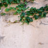 Ivy