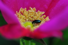 花むし