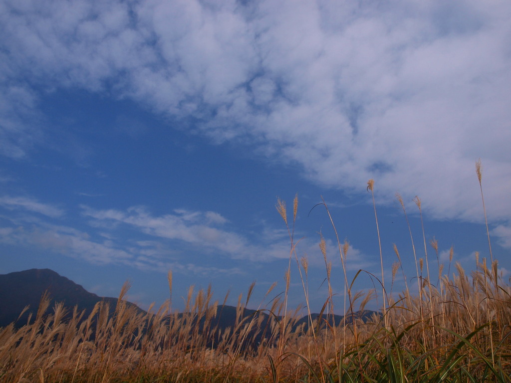 ススキ野原