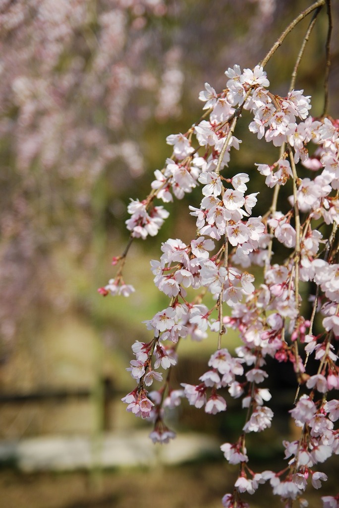 しだれ桜