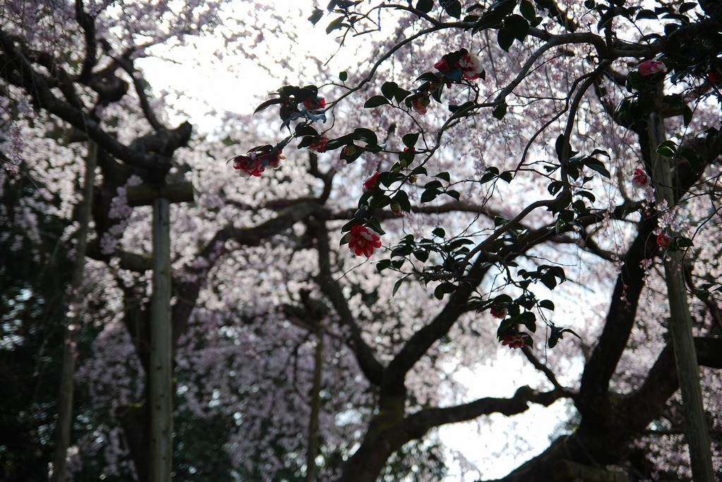 桜 vs 椿