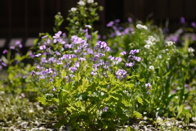 紫の花