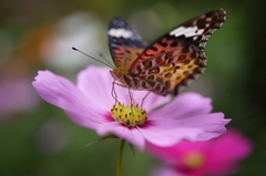 秋桜