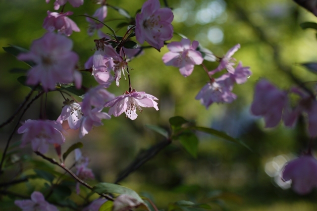 花海棠