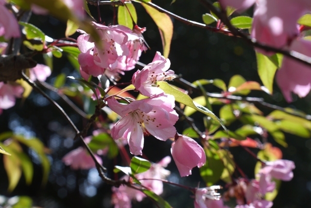 花海棠