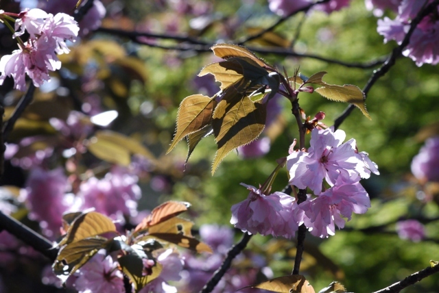 八重桜