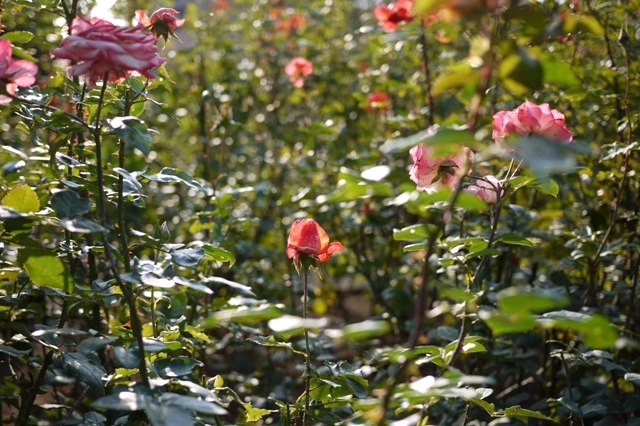 RoseGarden