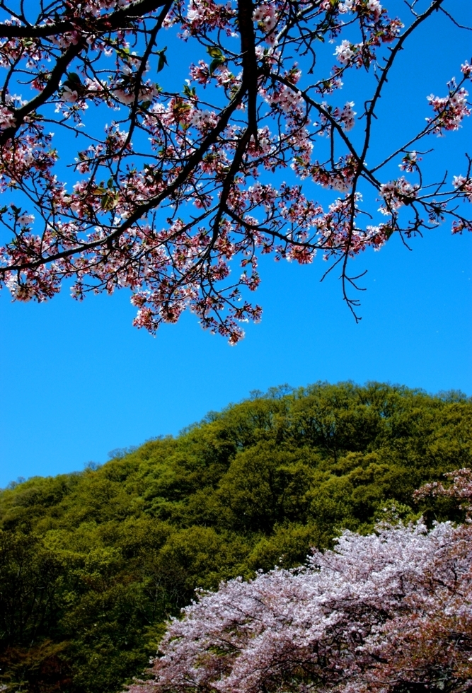 Himeji-sakura