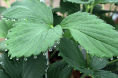 朝露に濡れたいちごの葉