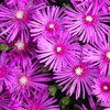 Flower's