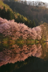 朝陽を受けて