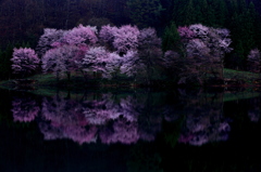 幻想桜