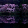 幻想桜