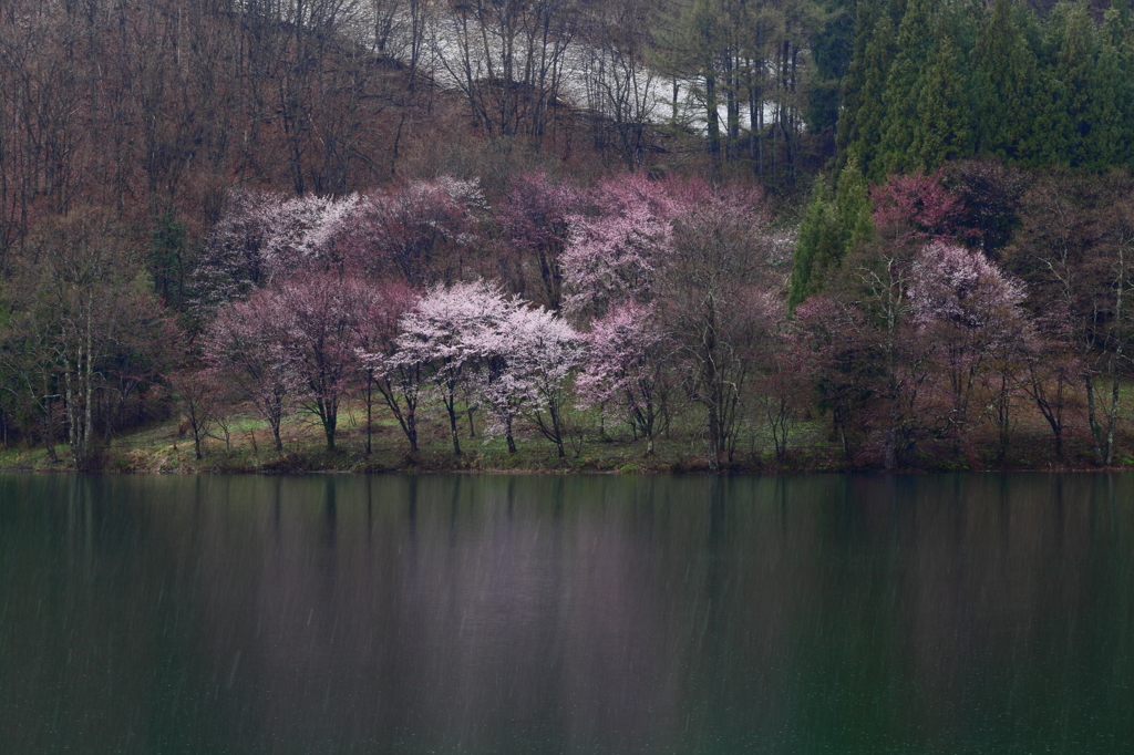 中綱湖の桜
