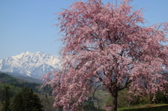 立屋の桜と北アルプス