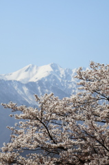 雪山と桜