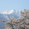 雪山と桜