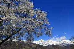 遅咲き桜と残雪