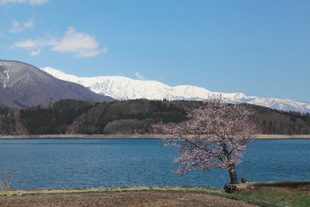 青木湖の一本桜