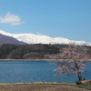 青木湖の一本桜