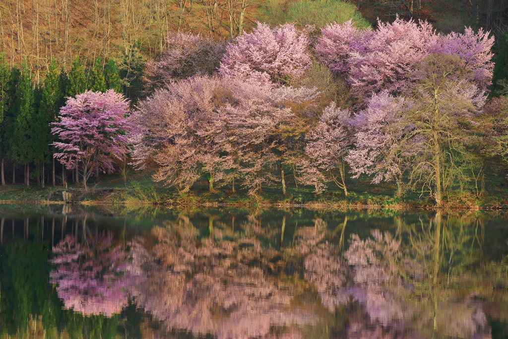 中綱湖・桜