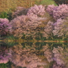 中綱湖・桜