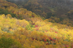 栂池自然園紅葉