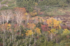 八方尾根の紅葉