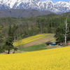 中山高原・春