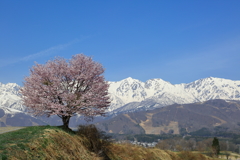 野平の桜