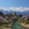 白馬の春