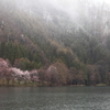中綱湖の桜と雪