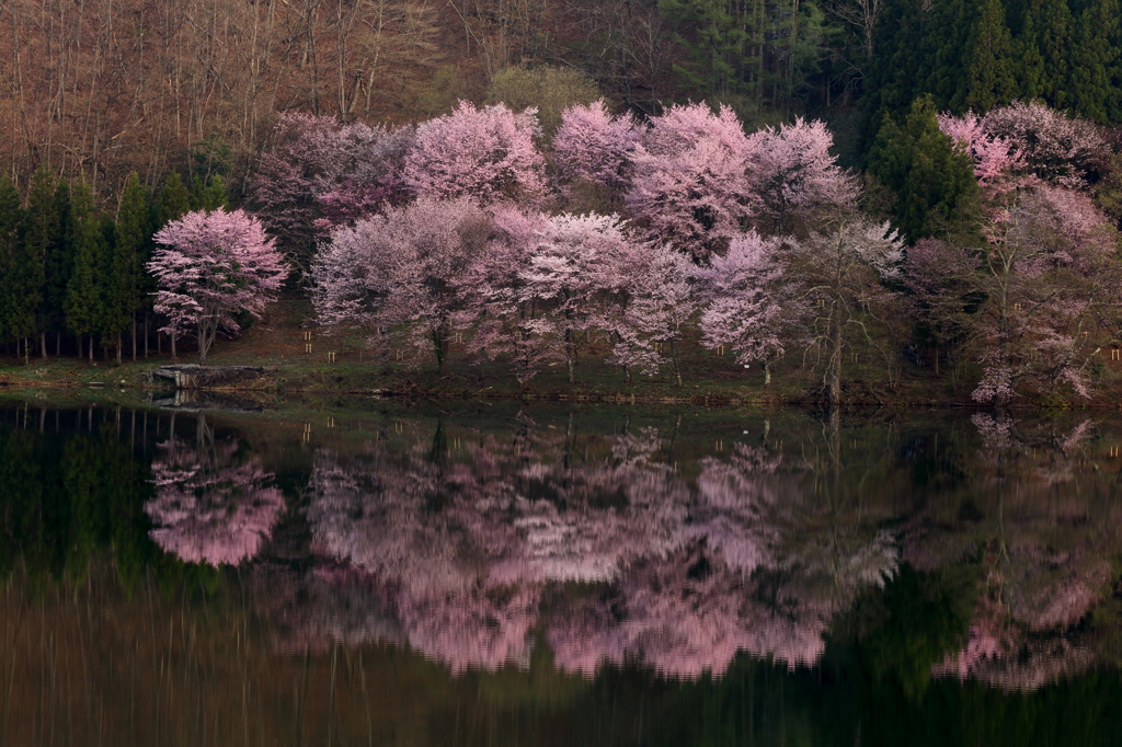 湖畔桜