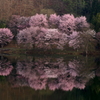 湖畔桜