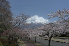 富士桜と富士山