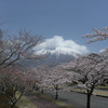 富士桜と富士山