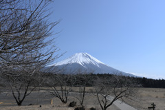 朝霧高原富士