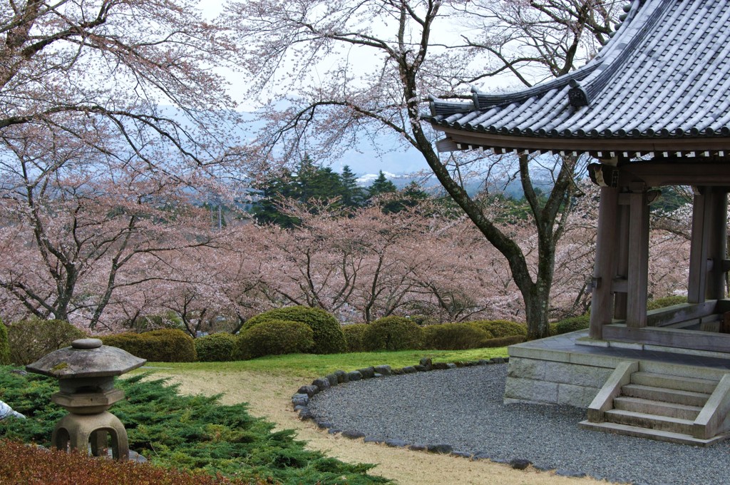 日本の春