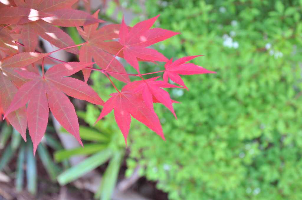春だ！紅葉だ！（？）