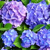 紫陽花季節