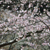 2010桜開花