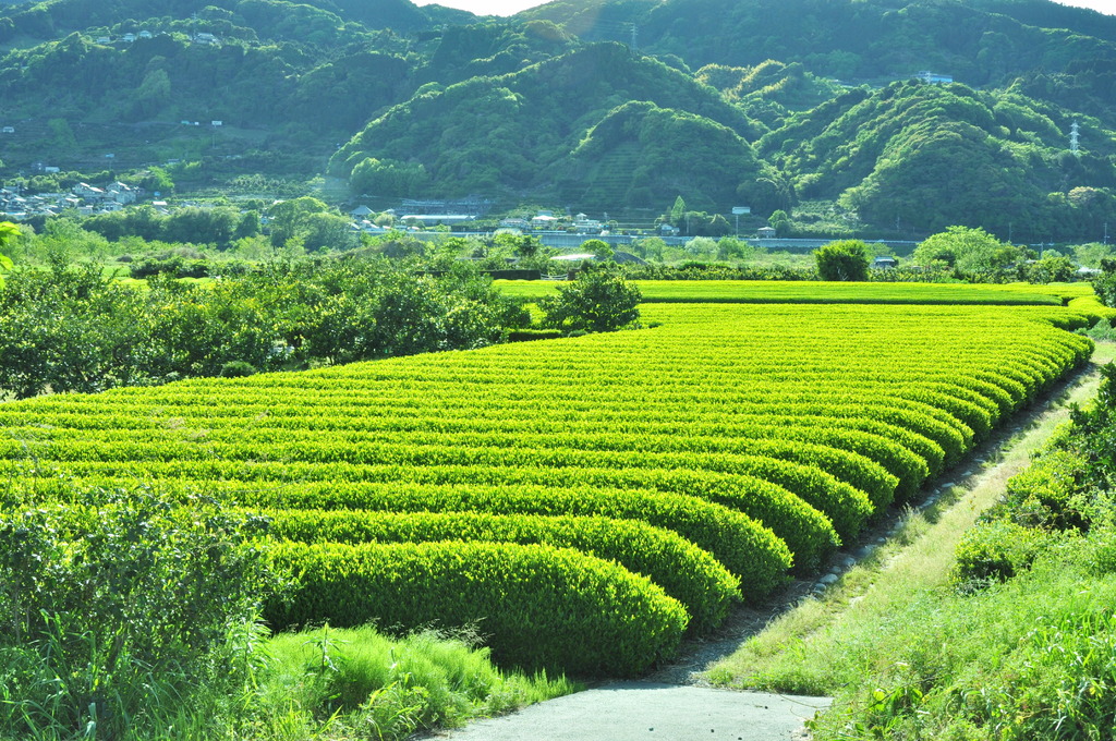 ♪茶畑♪