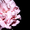 photo#10