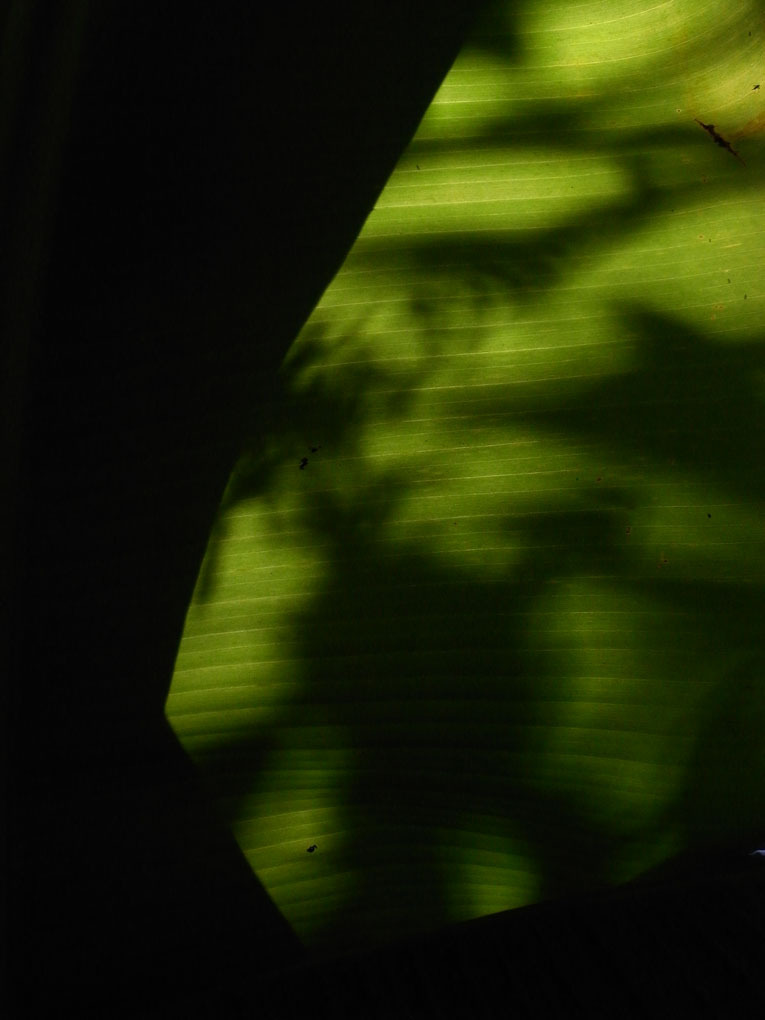 cuctus #4