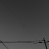 photo271049